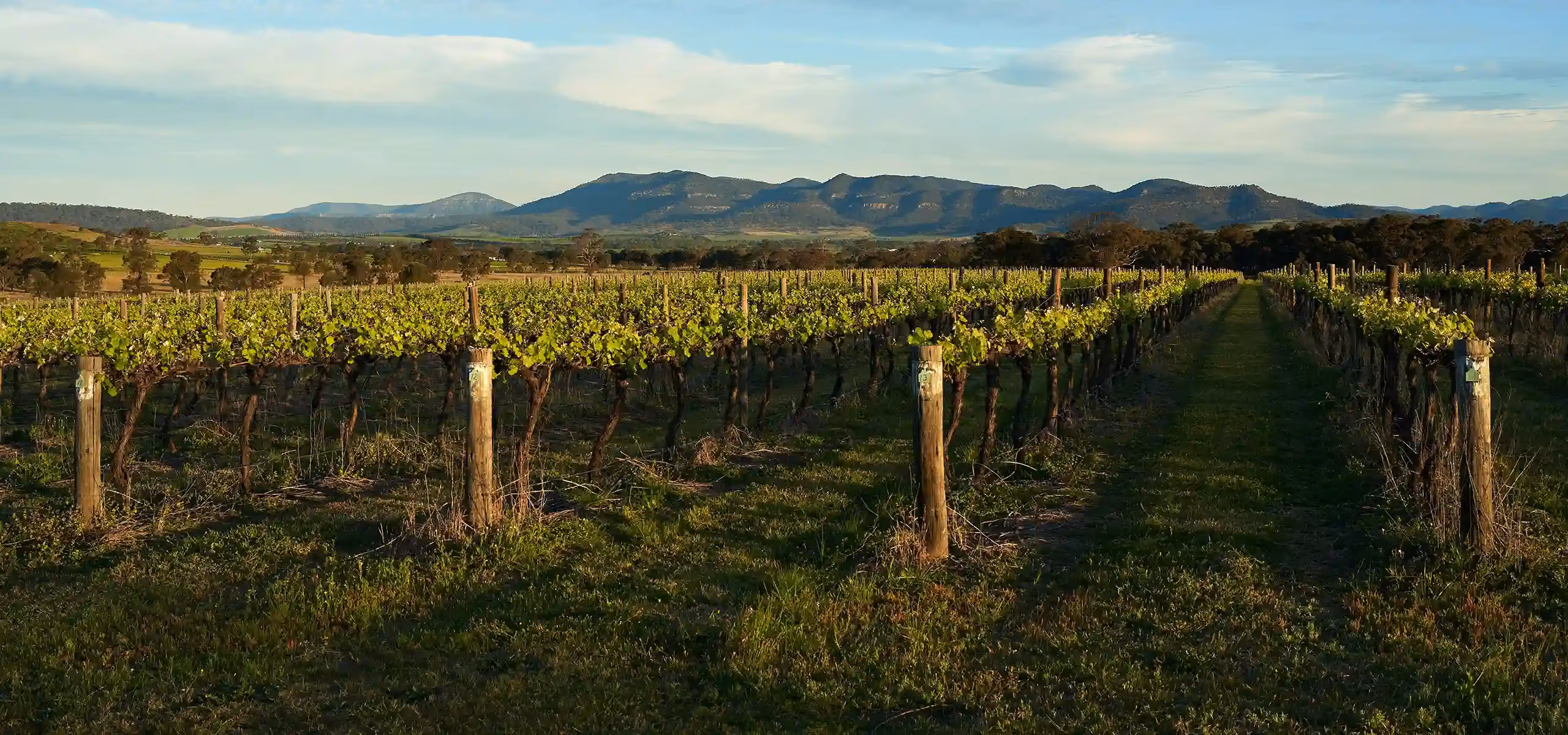 Rows of grapevines in fresh leaf lit by low sun, with a long blue range behind